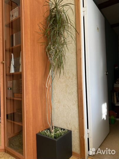 Пальма драцена