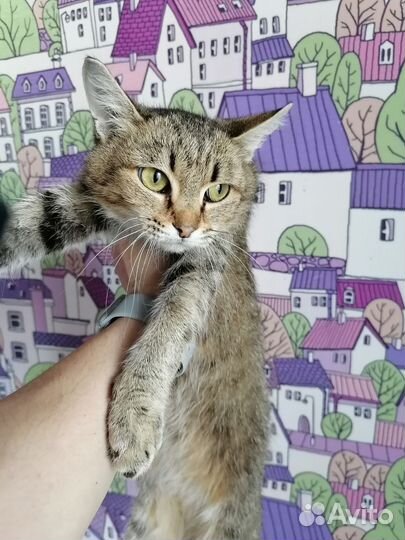 Муся, ищет дом)