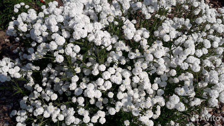 Цветы многолетник жемчужница