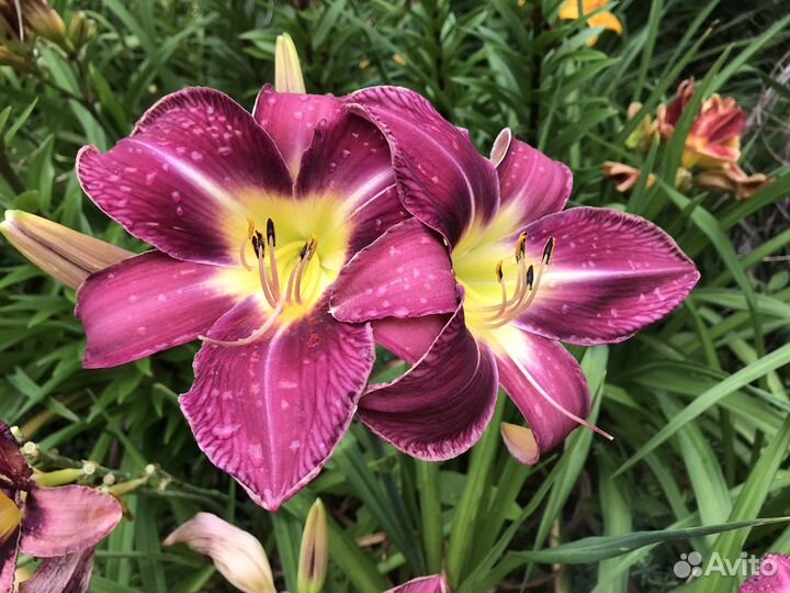 Сортовые лилейники