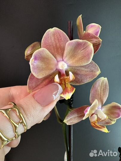 Орхидея фаленопсис Brownie бантик Брауни