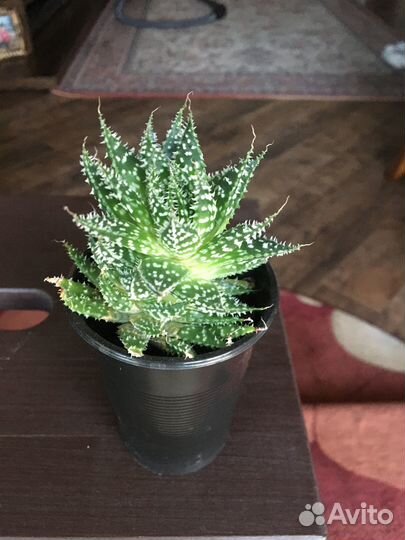 Суккуленты