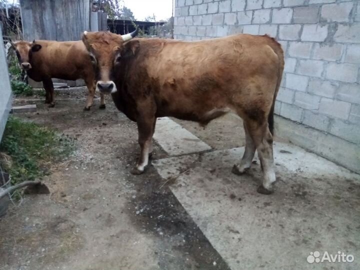 Быки на мясо