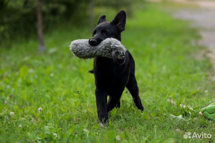 Черная немецкая овчарка