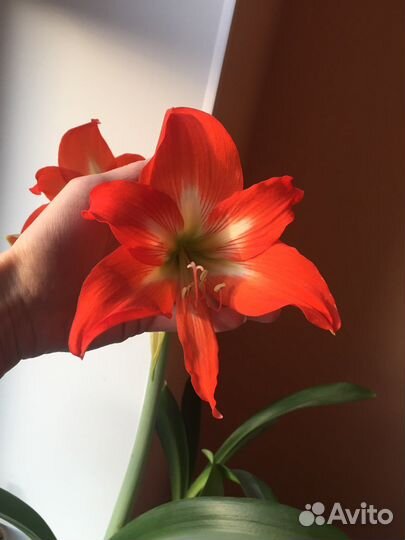 Гиппиаструм