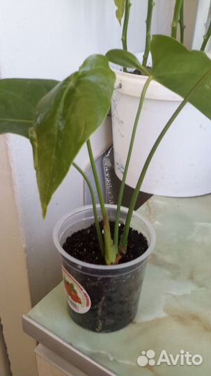Комнатные цветы антуриум