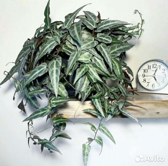 Циссус Амазоника