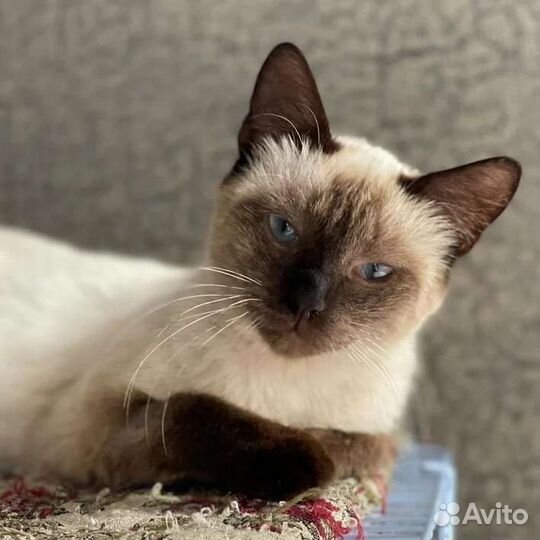 Стала ненужной: Амалию выбросили на улицу