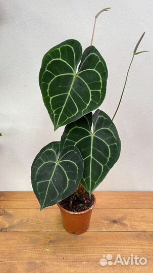 Антуриум кларинервиум