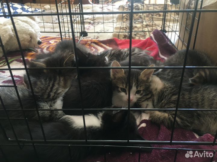 Отдам котят в добрые руки