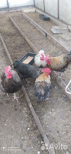 Гусак+ гусыня, обмен на цыплят