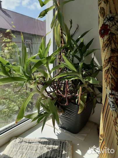 Растение золотой ус