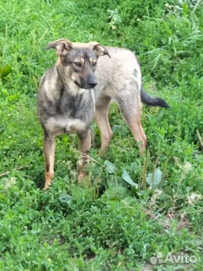 Маленькая собака в добрые руки бесплатно