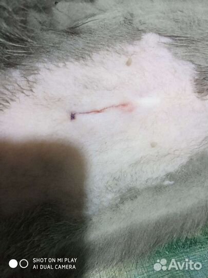 Ветеринарный врач на дом