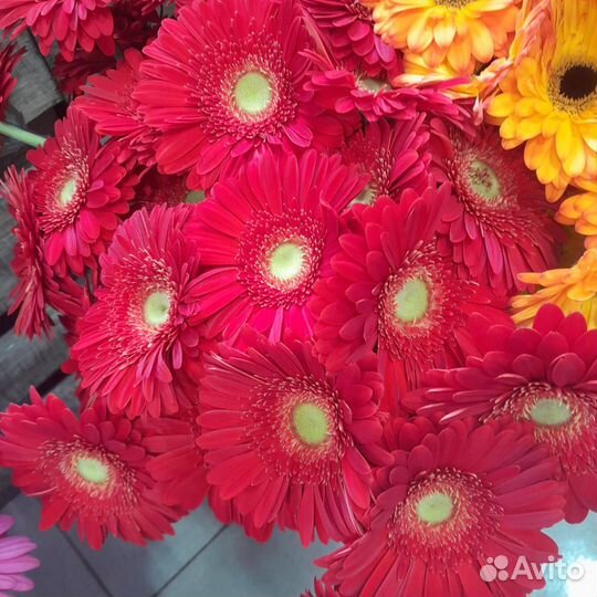 Цветы герберы