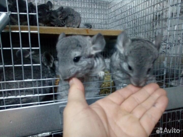 Продам шиншилл