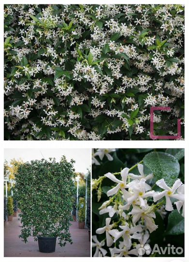 Трахелоспермум жасминовидный (звёздчатый жасмин)