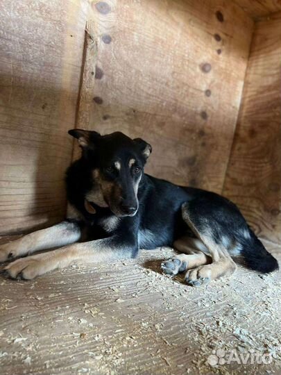 Красивый овчаристый пёсик, спасите из приюта