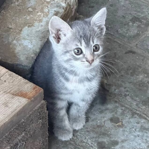 Котёнок в добрые руки