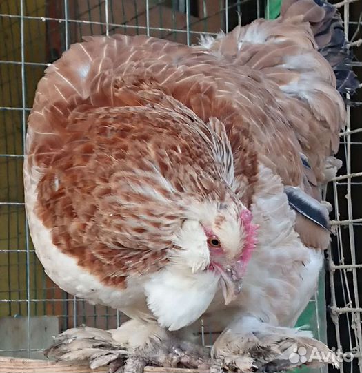 Фавероль лососевая инкубационное яйцо