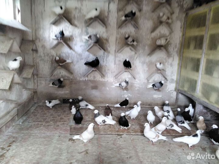 Голуби пермские