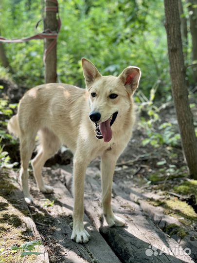 Собака Пикси в добрые руки