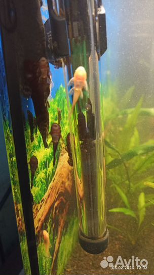 Сомики анциструсы