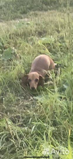 Такса бесплатно