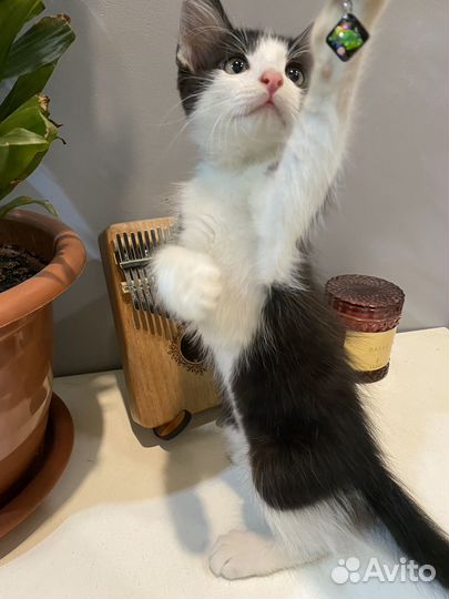 Котята в добрые руки бесплатно