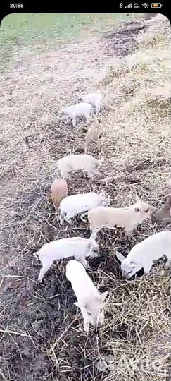 Поросята мясной породы