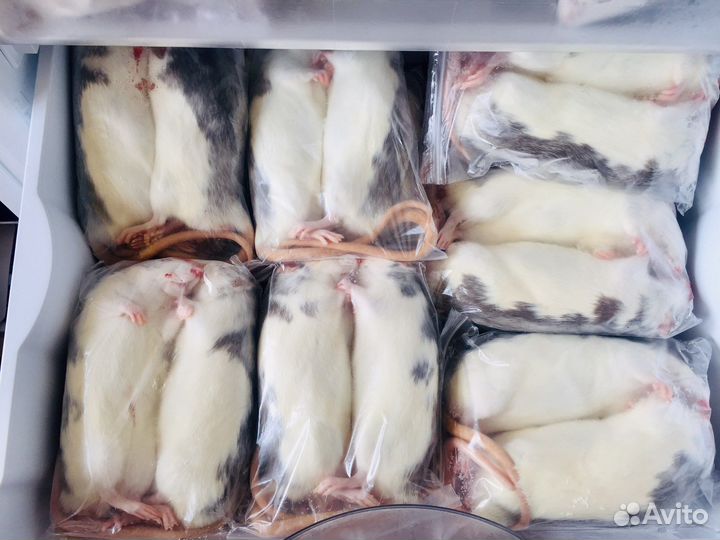 Мыши крысы кормовые