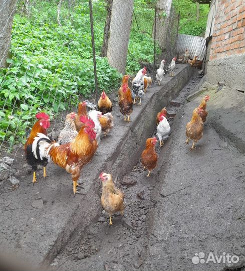 Продаются молодые петушки