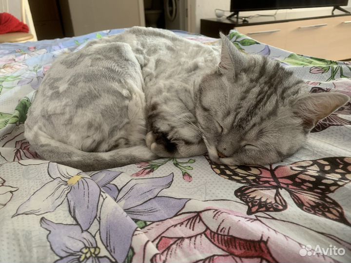 Шотландский кот