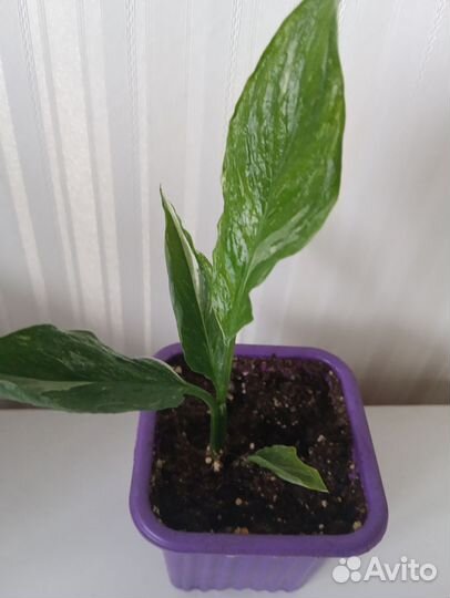 Спатифиллум Джемини