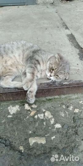 Шотландская