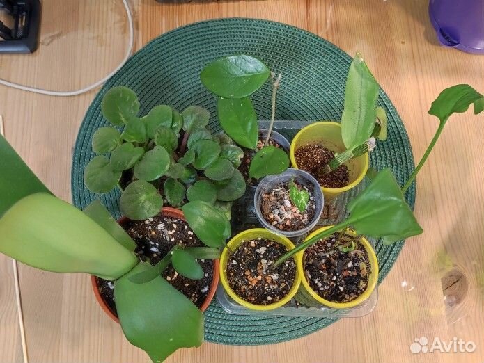 Комнатные растения