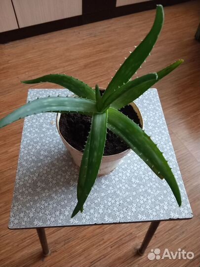 Хлорофитум кудрявый. Алоэ лечебный, детки