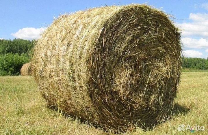 Продам сено в рулонах