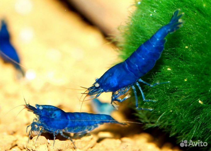 Креветки аквариумные Блю Дрим. Черная сакура