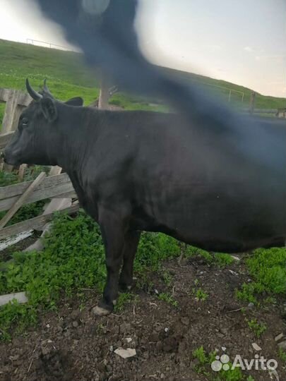 Корова дойная