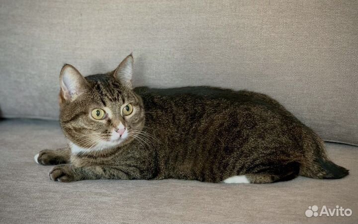 Кошка Агуша в добрые руки