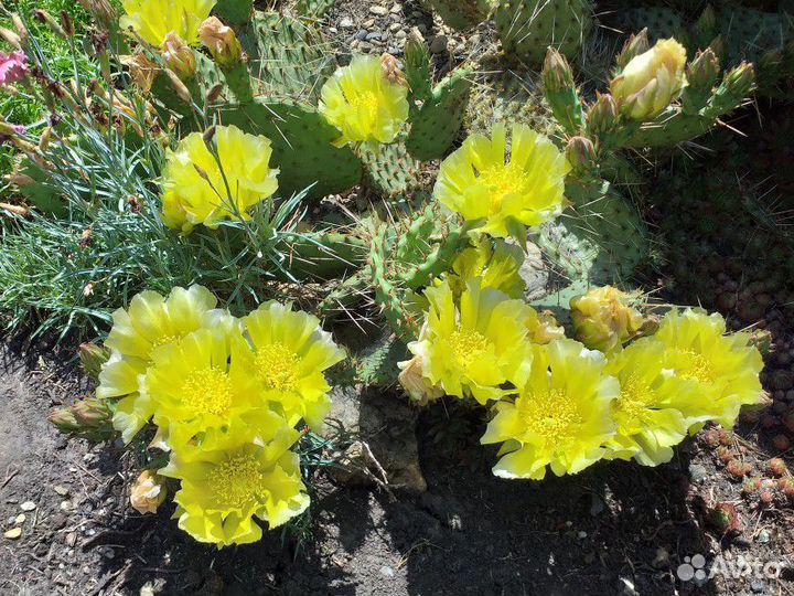 Семена опунции