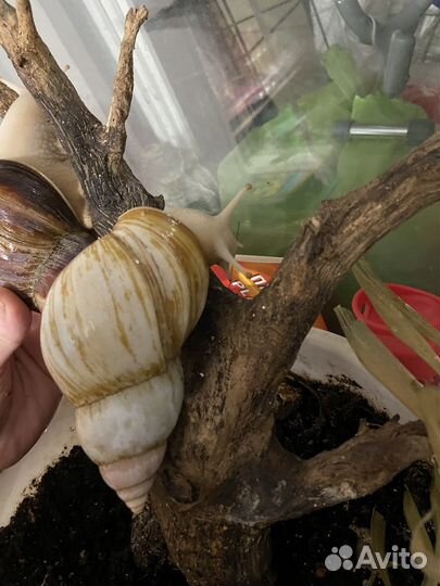 Улитки ахатины