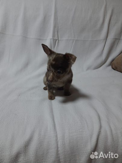 Мальчик той-терьер