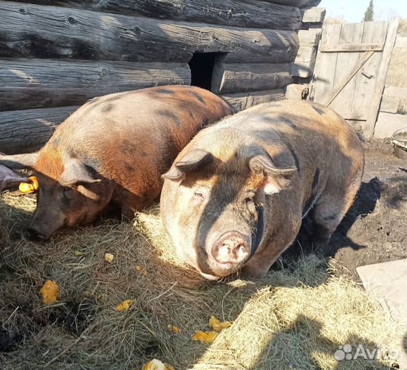 Продам свиноматок Дюрок+Пьетрен (Кантор)