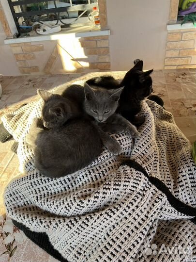 Котята в добрые руки