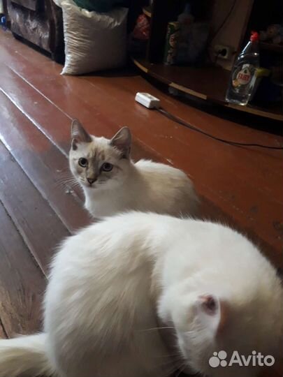 Кошка бесплатно