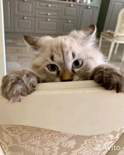 Свободные котята