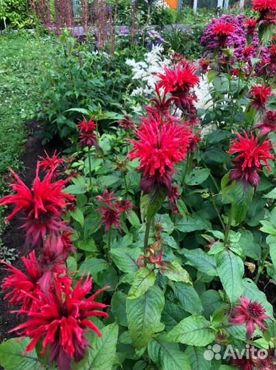 Посконник.Маргаритки,Купена,Монарда,многолетние