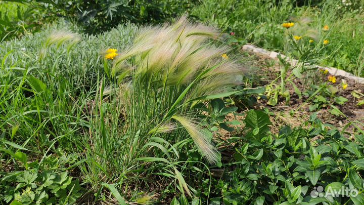 Ячмень гривастый - многолетник декоративный